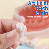 Teeth Set For Typodont Practice Models