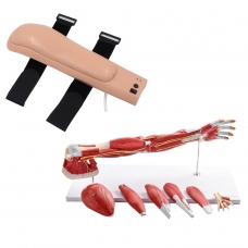 Upper Intramuscular Injection Trainer Bundle (Electronic Upper Injection Arm + 7-Part Muscular Arm) | Myaskro