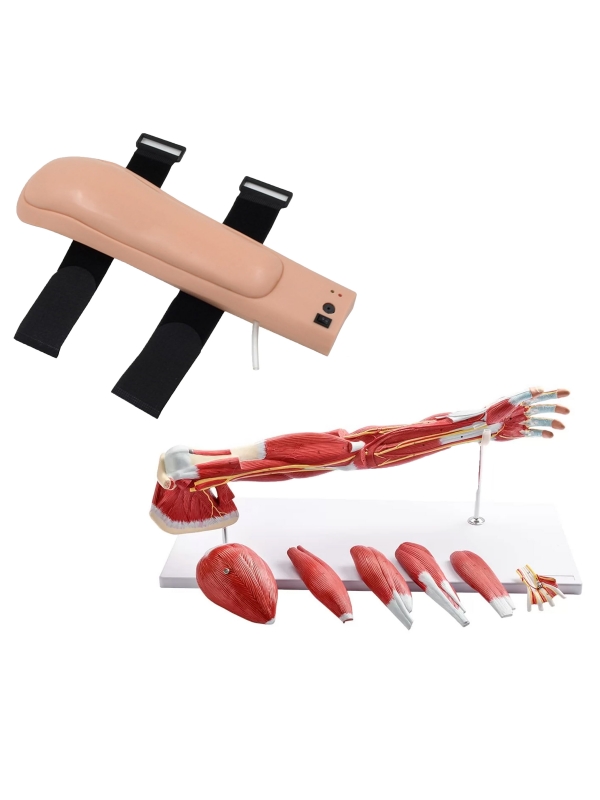 Upper Intramuscular Injection Trainer Bundle (Electronic Upper Injection Arm + 7-Part Muscular Arm) | Myaskro