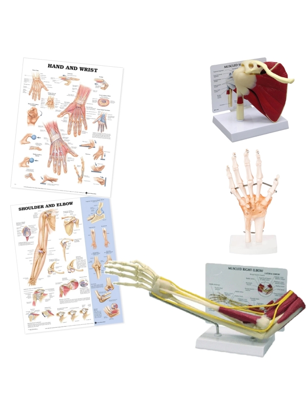 Upper Limb Patient Education Bundle — MYASKRO