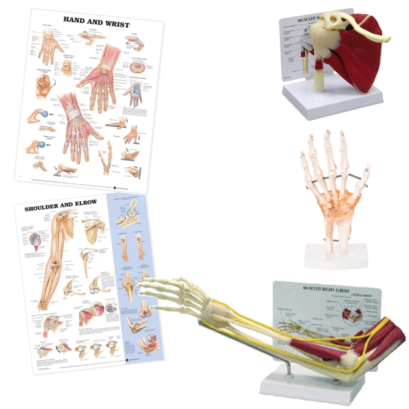 Upper Limb Patient Education Bundle — MYASKRO