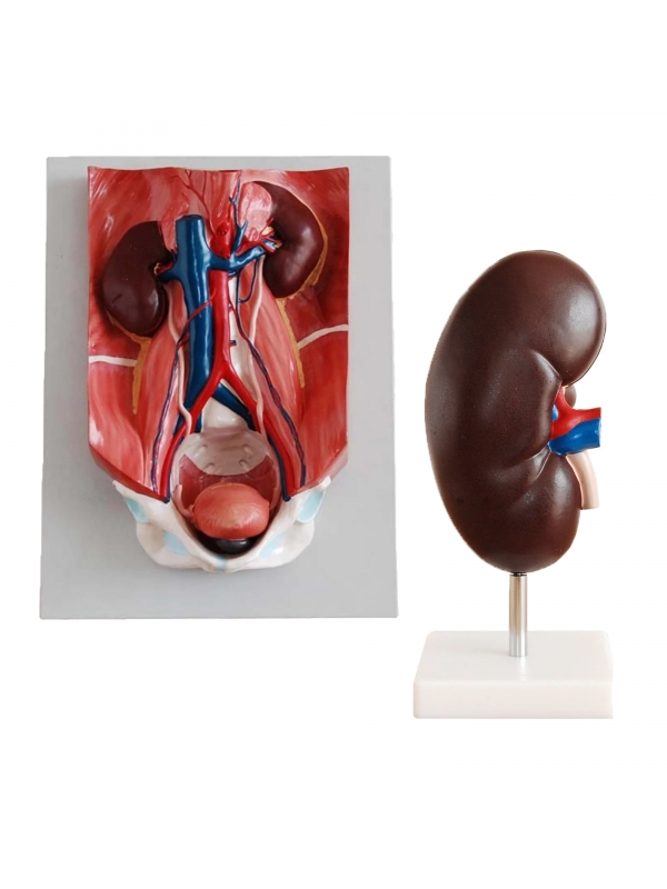 MYASKRO Urinary Anatomy Model Bundle