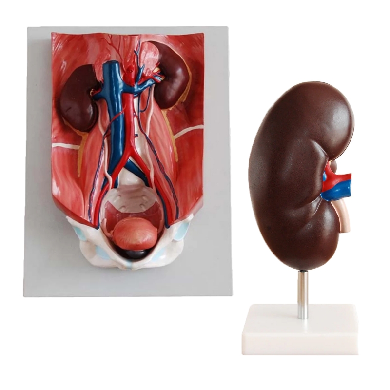 MYASKRO Urinary Anatomy Model Bundle