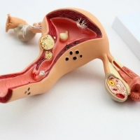 Uterus Ovary Anatomy Model With Extremely Precise Anatomical Details And Structures