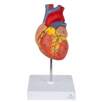 Heart Anatomy Bundle - Myaskro