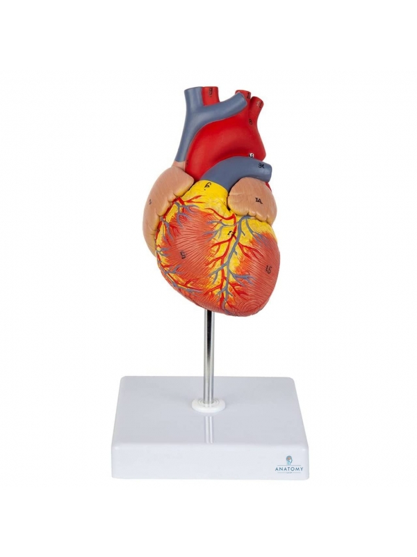 Human Heart Model (2-Parts) With Numbers For Easy Identification Of Various Anatomical Structures (Study Manual Included)