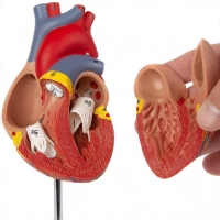 Human Heart Model (2-Parts) With Numbers For Easy Identification Of Various Anatomical Structures (Study Manual Included)