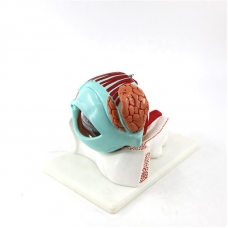 Human Eye with Eyelid Anatomical Model - Myaskro