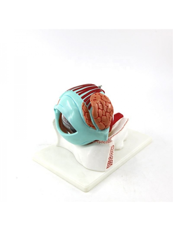 Human Eye with Eyelid Anatomical Model - Myaskro