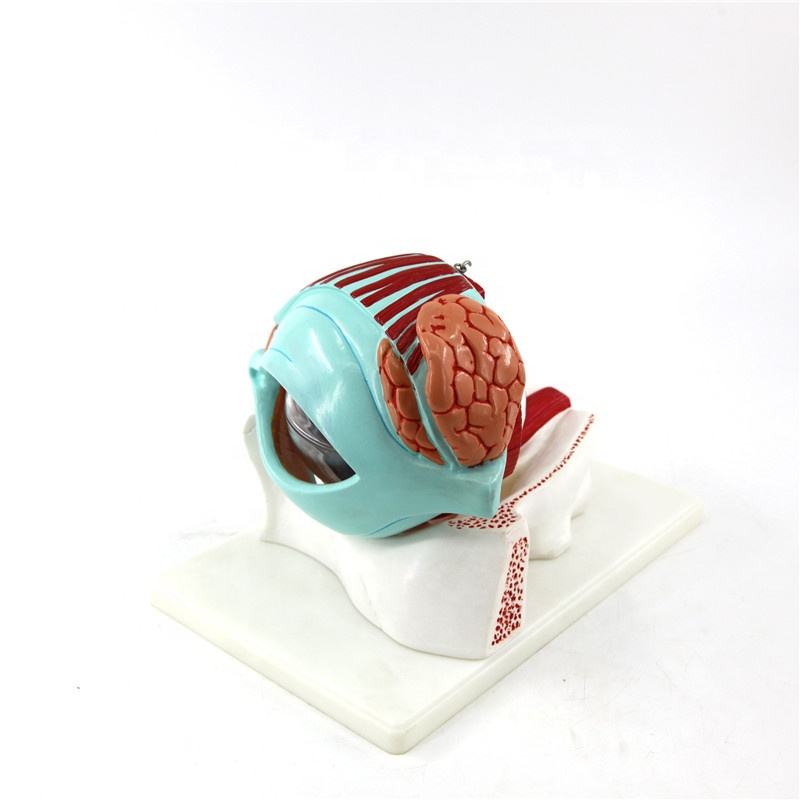 Human Eye with Eyelid Anatomical Model - Myaskro