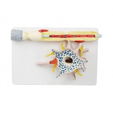 Enlarged Neuron Model with Myelinated Axon – Detailed Soma, Dendrites & Synapse Structure - Myaskro