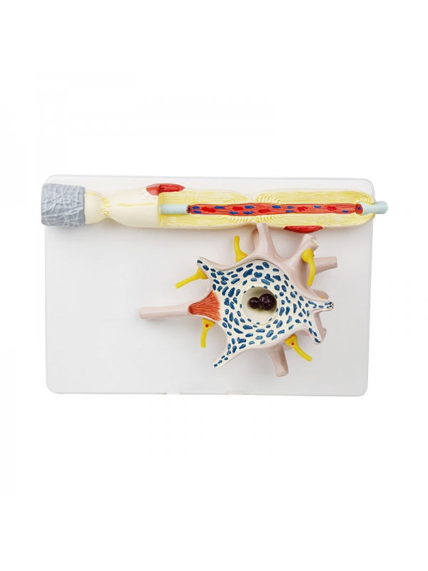Enlarged Neuron Model with Myelinated Axon – Detailed Soma, Dendrites & Synapse Structure - Myaskro
