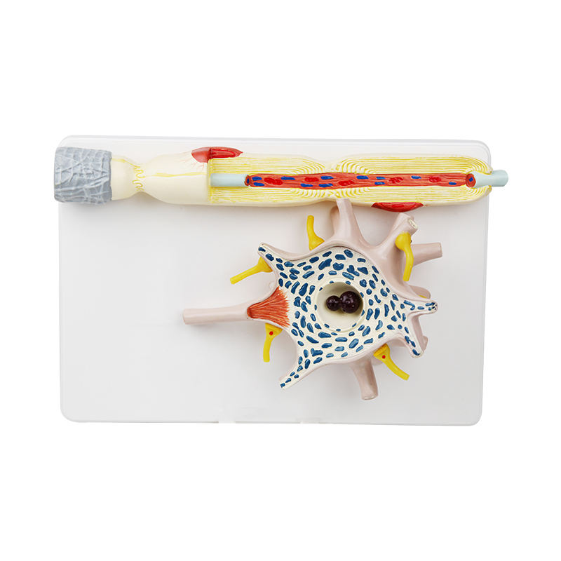 Enlarged Neuron Model with Myelinated Axon – Detailed Soma, Dendrites & Synapse Structure - Myaskro