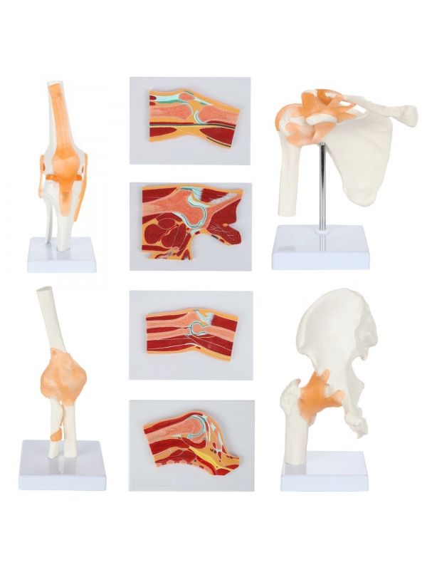 Anatomical Joints and Cross Sections Anatomy Model Bundle - Myaskro