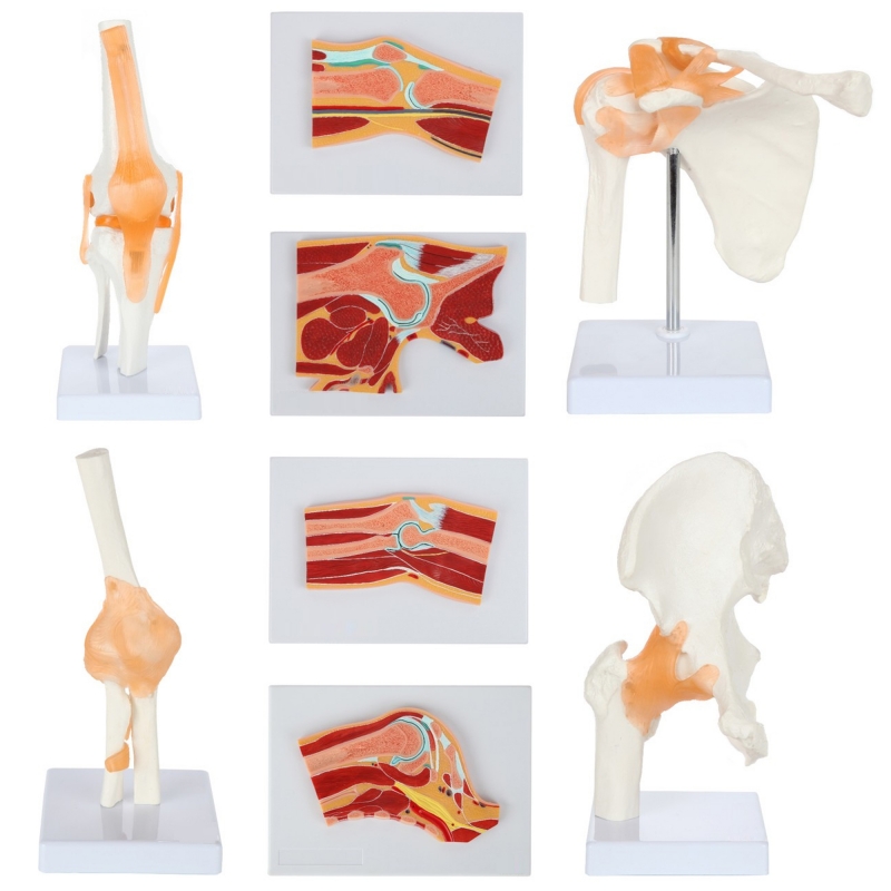 Anatomical Joints and Cross Sections Anatomy Model Bundle - Myaskro