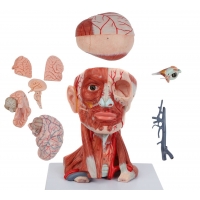 Anatomical Model Of Human Head with Neck, Brain & Muscles