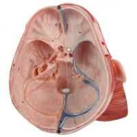 Anatomical Model Of Human Head with Neck, Brain & Muscles