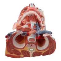 Anatomical Model Of Human Head with Neck, Brain & Muscles