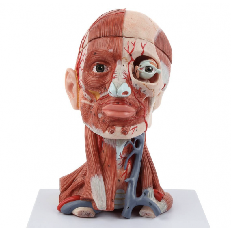 Anatomical Model Of Human Head with Neck, Brain & Muscles
