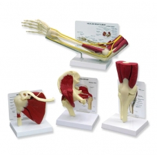Anatomical Muscled Human Joint Models Set - Myaskro