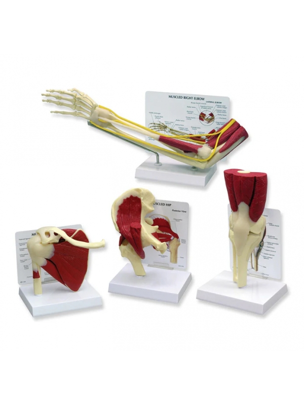Anatomical Muscled Human Joint Models Set - Myaskro