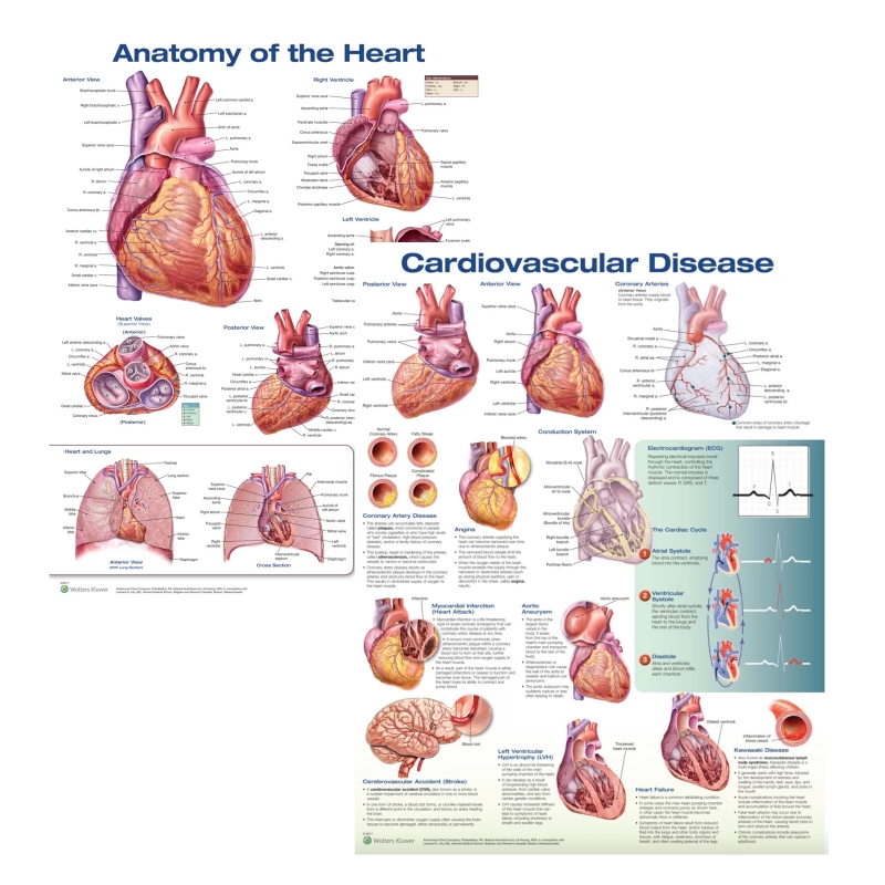 Anatomy of the Heart & Cardiovascular Disease Chart Bundle (52 × 70 cm, Set of 2) - Myaskro