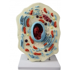 Giant 3D Animal Cell Model (on Stand) Giant 3D Animal Cell Model (on Stand)