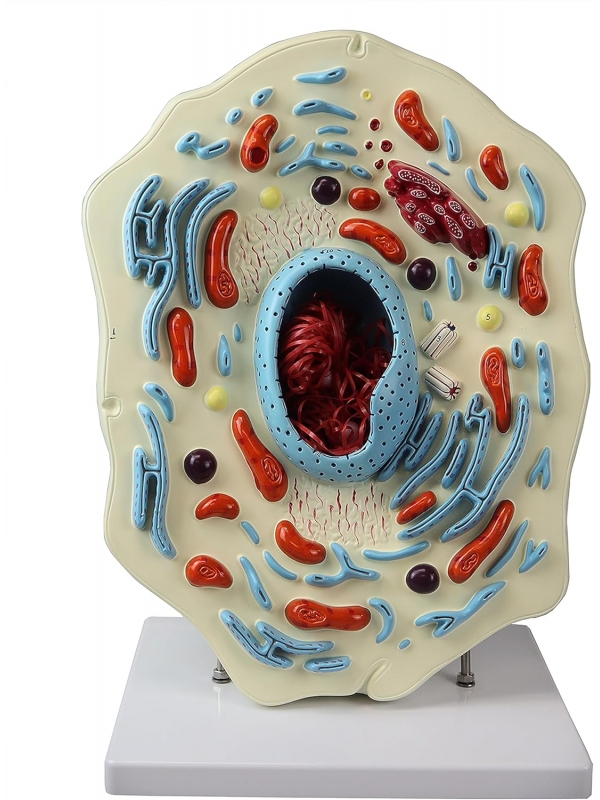 Giant 3D Animal Cell Model (on Stand)