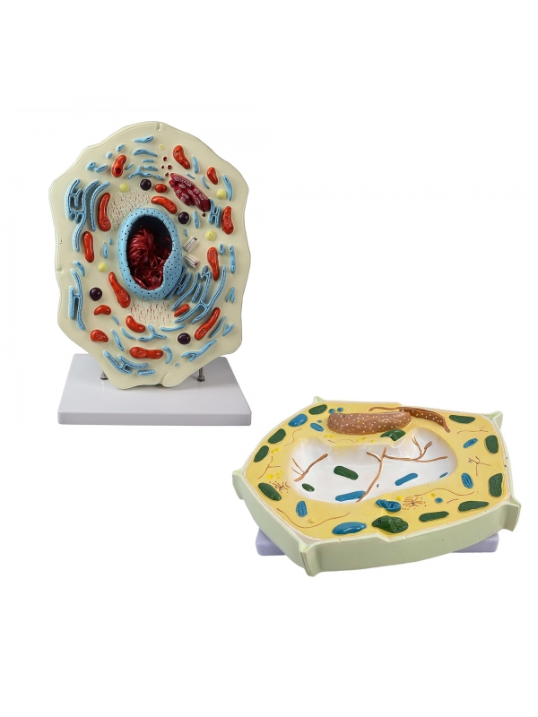Animal Cell & Plant Cell Model Bundle | MYASKRO