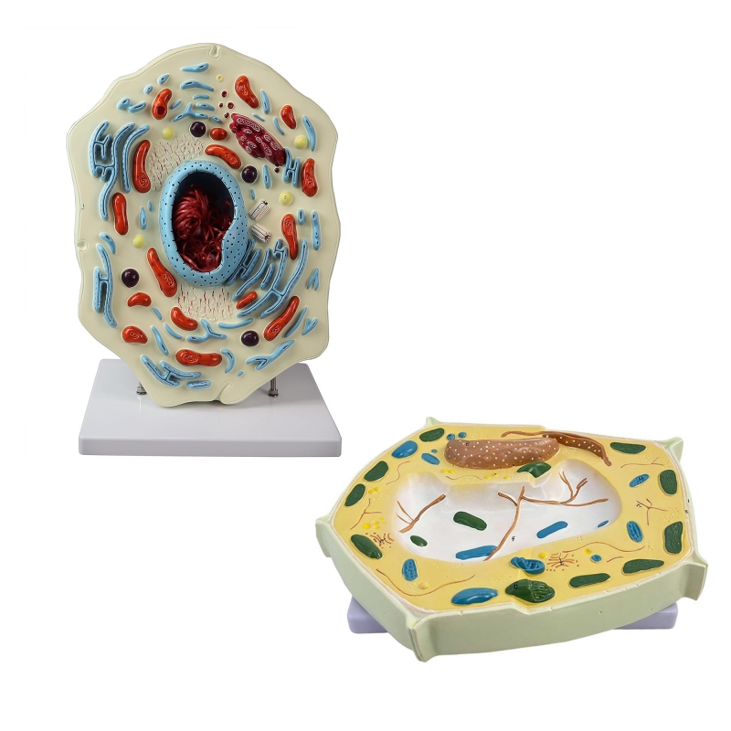 Animal Cell & Plant Cell Model Bundle | MYASKRO