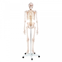 Physiotherapy Teaching Bundle - Myaskro