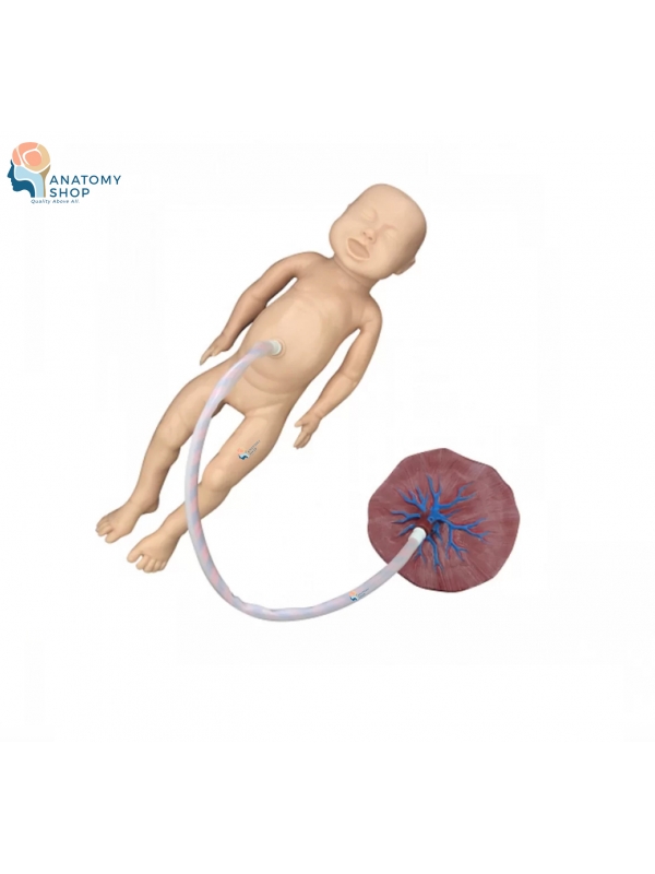 Life-Size Baby with Placenta & Umbilical Cord Model – Premium Medical Teaching Tool for OBGYN, MBBS & Nursing Students - Myaskro