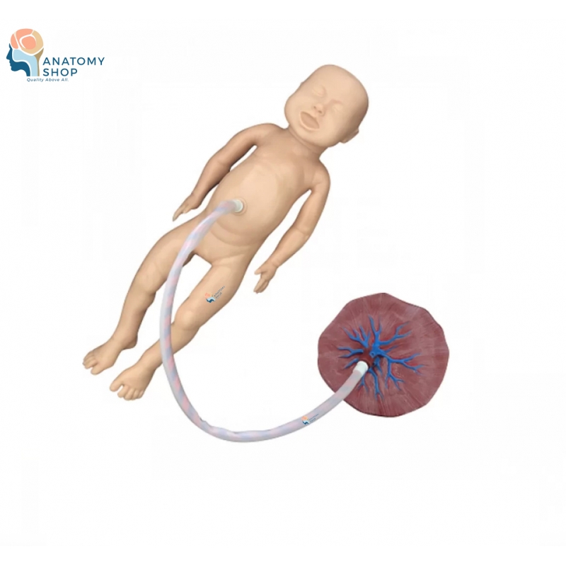 Life-Size Baby with Placenta & Umbilical Cord Model – Premium Medical Teaching Tool for OBGYN, MBBS & Nursing Students - Myaskro