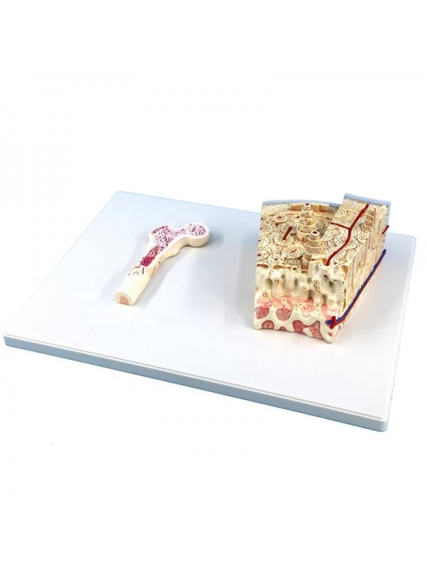 Bone Structure Model – Enlarged, Multilayer Section with Osteon and Vascular Detailing - Myaskro