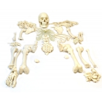 Bi-Lateral Disarticulated Human Skeleton Model For Medical Students