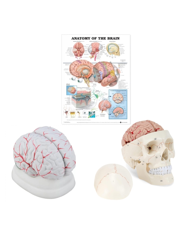 Brain Anatomy & Pathology Bundle - Myaskro
