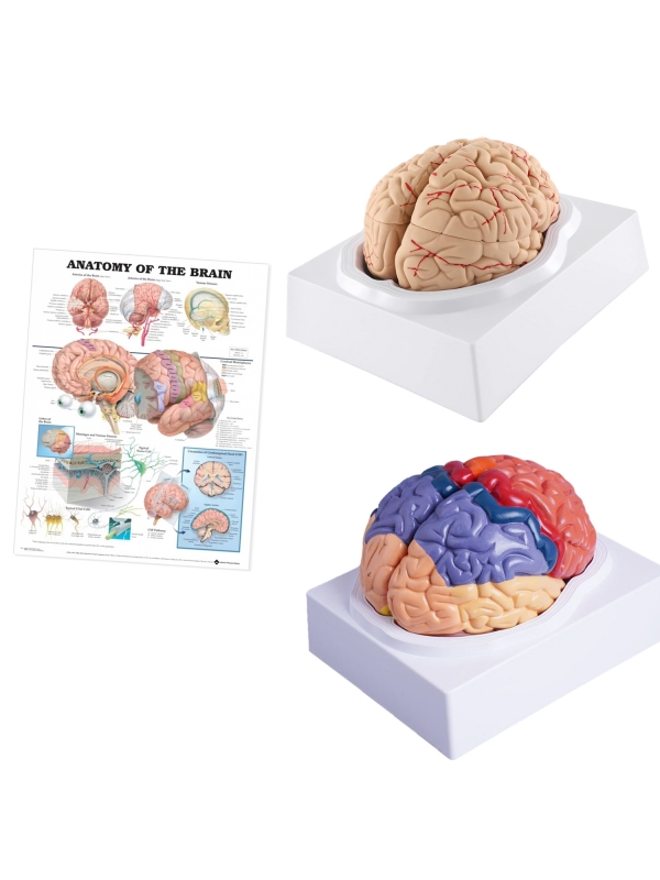 Brain Anatomy Bundle - Myaskro