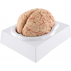 Human Brain Model — MYASKRO (Life-size, 8 detachable parts)