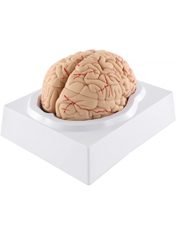 Human Brain Model — MYASKRO (Life-size, 8 detachable parts)