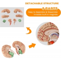 Human Brain Model — MYASKRO (Life-size, 8 detachable parts)