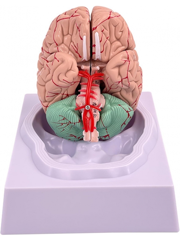 Premium Human Brain Model (Removable into 8-Parts) - Myaskro