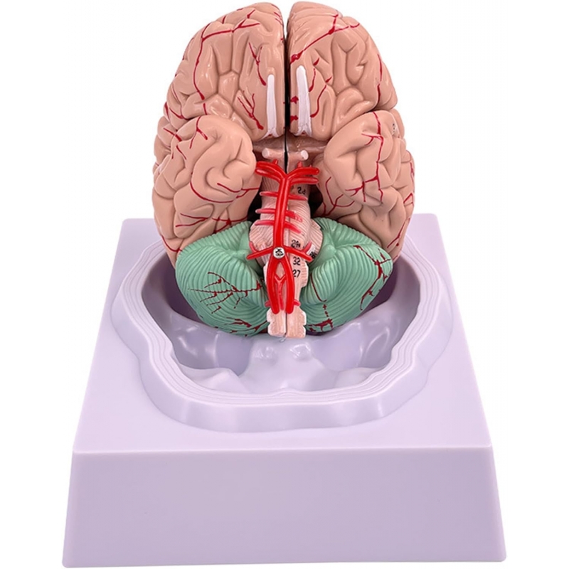 Premium Human Brain Model (Removable into 8-Parts) - Myaskro