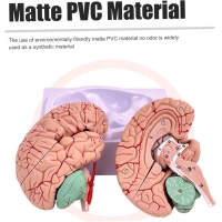 Premium Human Brain Model (Removable into 8-Parts) - Myaskro