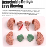 Premium Human Brain Model (Removable into 8-Parts) - Myaskro