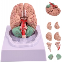 Premium Human Brain Model (Removable into 8-Parts) - Myaskro