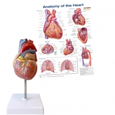 The Budding Cardiologist Collection — MYASKRO