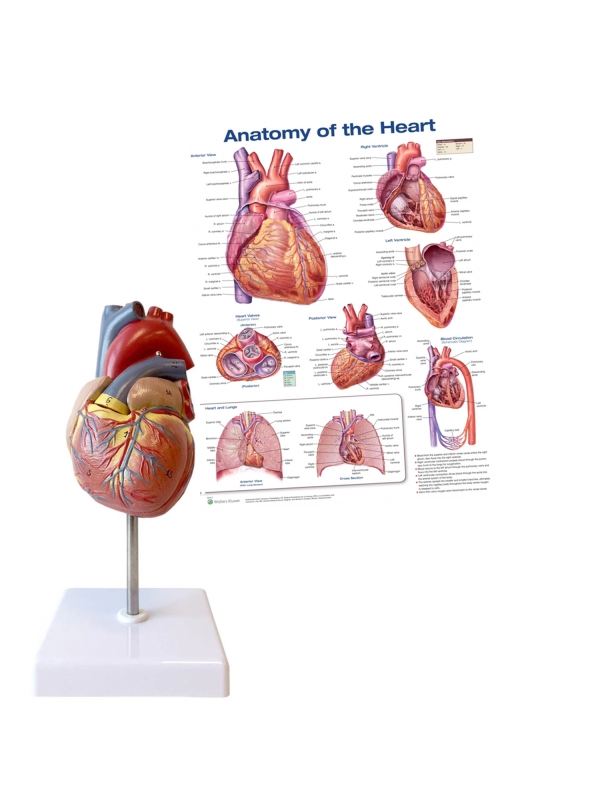 The Budding Cardiologist Collection — MYASKRO