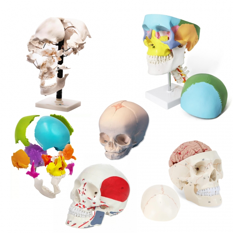 Skull Models Bundle – Myaskro