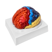 Brain Anatomy Bundle - Myaskro