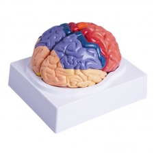 MYASKRO Color-Coded Human Brain Model — Life-Size